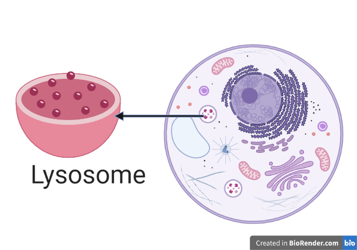 Lysosome - Lysosome