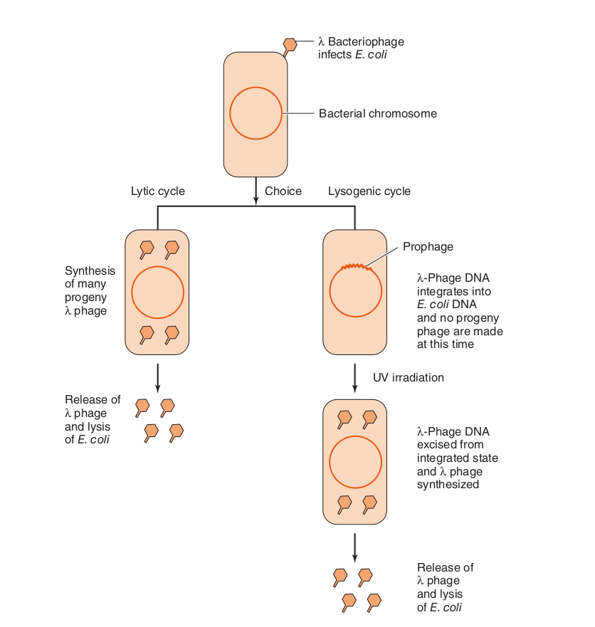 Lytic and lysogenic cycle of bacteriophage - Lytic and Lysogenic cycle of Bacteriophage