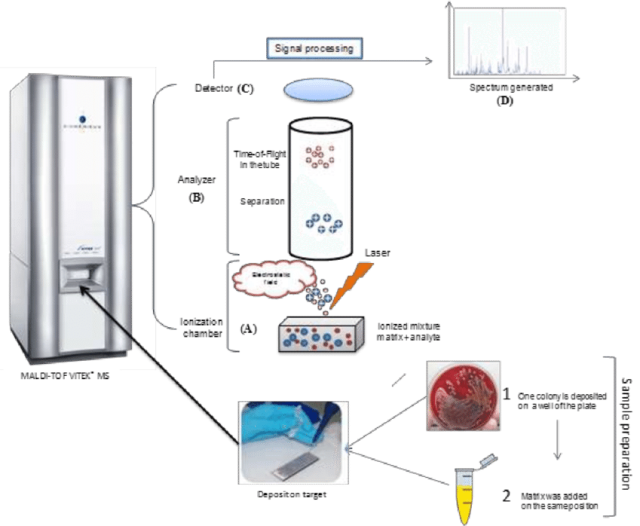 - MALDI-TOF Operating Principle(Image source: Cheikh Ibrahima Lo)