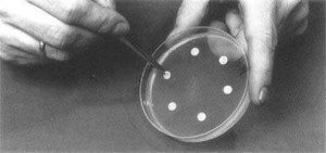 Mueller Hinton Agar - Placing antibiotic disc in Mueller-Hinton agar medium