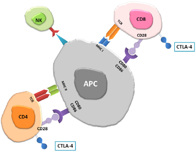MHC and presentation