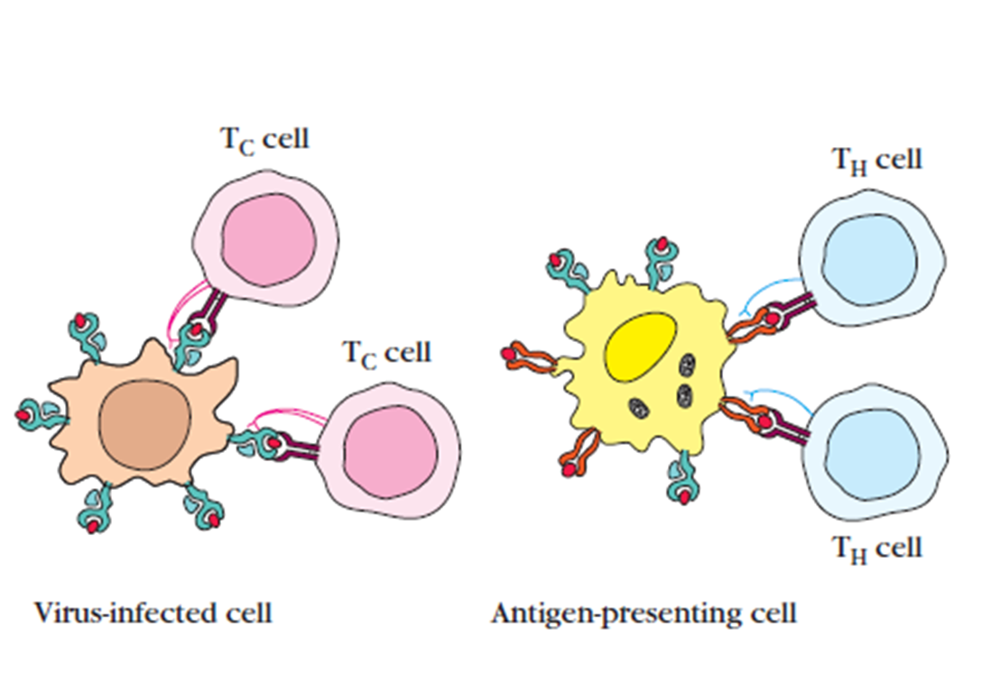 MHC presentation and virus infected cells
