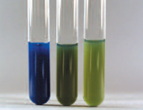 Malonate test - Malonate broth inoculated withKlebsiella aerogenes(+ve),Escherichia coli(-ve), and an uninoculated control (Left to Right)