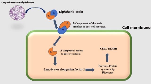 Mechanism of Diphtheria toxin - Mechanism of Diphtheria toxin (Image source: Ref-3)