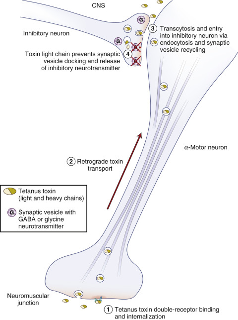 Tetanus toxin mechanism - Route of tetanus toxin, from entry into an α-motor neuron to its site of action in an inhibitory neuron in the central nervous system (CNS).(Image source: sciencedirect.com)