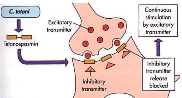 Mechanism of action of tetanus toxin - Mechanism of action of tetanus toxin