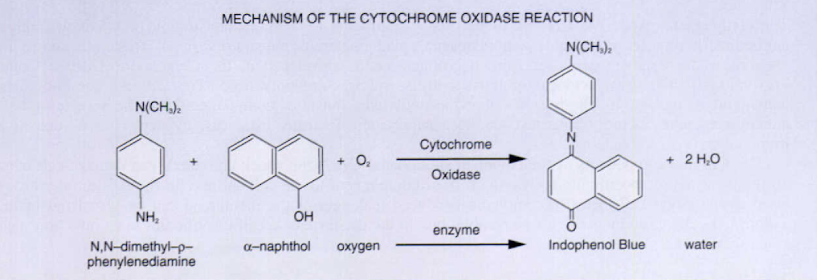  - Mechanism of the Cytochrome Oxidase Reaction
