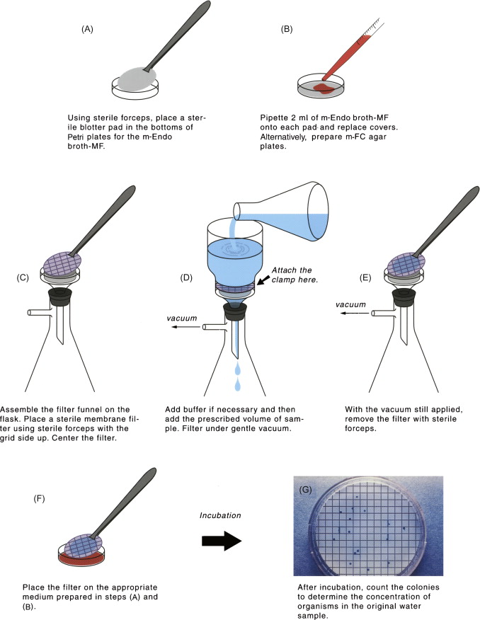 Membrane filtration (bacteriological analysis of water) - Membrane filtration for determining the coliform count (Image source:https://www.sciencedirect.com)