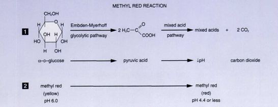 Fig: Methyl Red (MR) Test Reaction  - Fig: Methyl Red (MR) Test Reaction