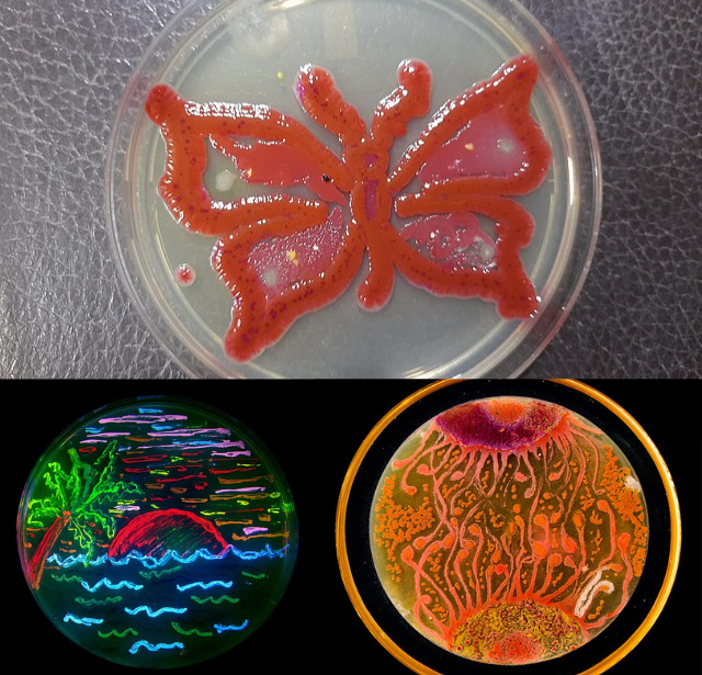 Microbes in art - Different artworks submitted in different competition