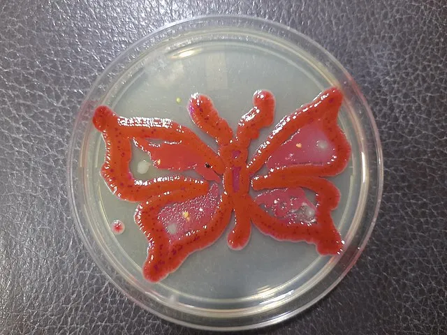 Microbes in art - Microbial Art: Using living microbes this type of butterfly art prepared