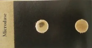 Microdase Test (Modified Oxidase Test). Right: Negative Left: Positive  - Microdase Test (Modified Oxidase Test).Right: NegativeLeft: Positive