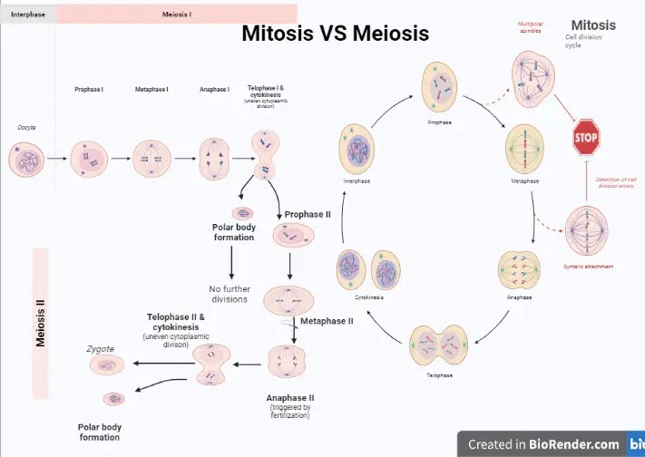 Mitosis VS Meiosis