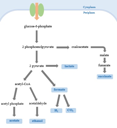 - Mixed acid fermentation inE coli