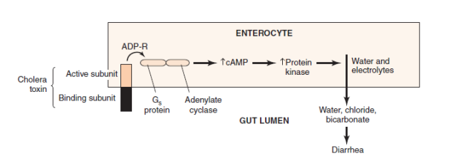  - Mode of action ofEscherichia coliand cholera toxin (Source: Ref-1)