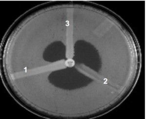 Modified hodge test photo - Figure 1. The MHT performed on a 100 mm MHA plate. (1) K. pneumoniae ATCC BAA 1705, positive result (2) K. pneumoniae ATCC BAA 1706, negative result; and (3) a clinical isolate, positive result