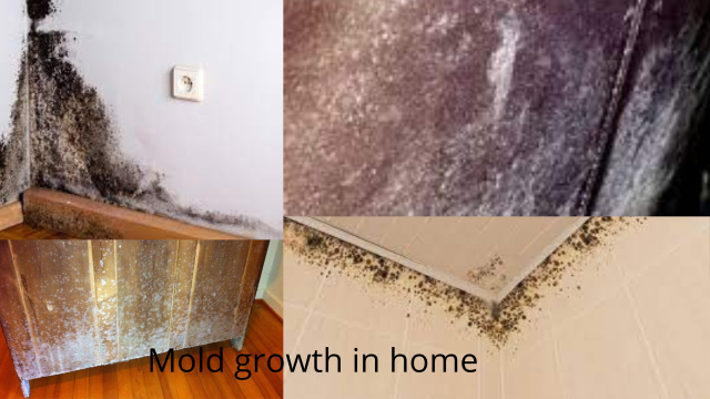 Mold Growth in Home - Mold growth in various areas of the home