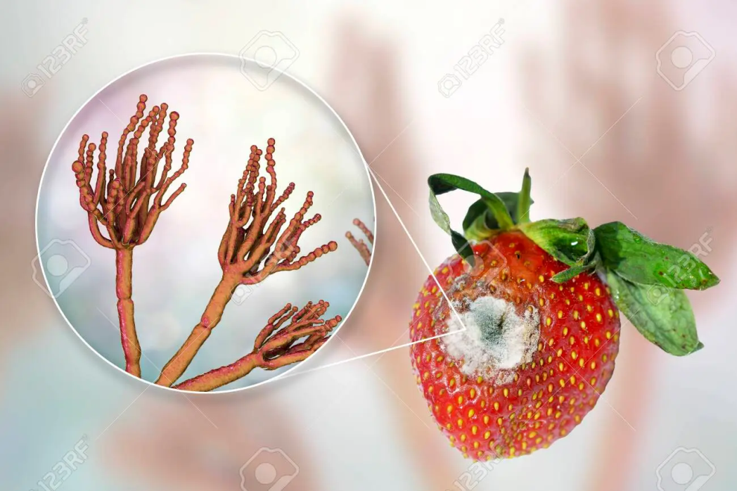 Mold growth on strawberry - Mold (Penicillium) Responsible for Food Spoilage
