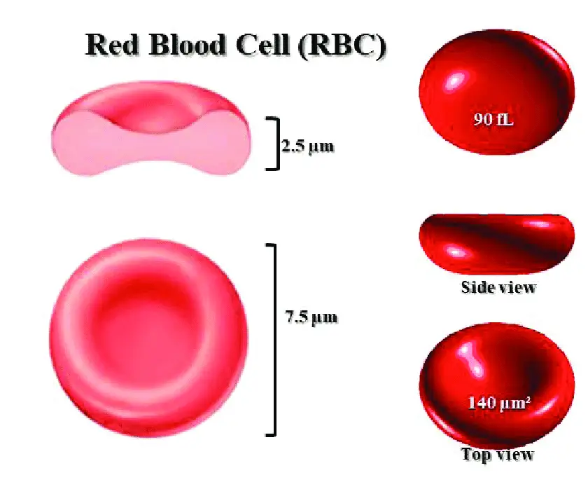 Red blood cells - Image 1: Morphological structure of RBCs