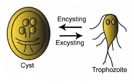 Trophozoite and Cyst forms of Giardia - Cyst and Trophozoite ofGiardia lambliashowing Encystation-excystation cycle