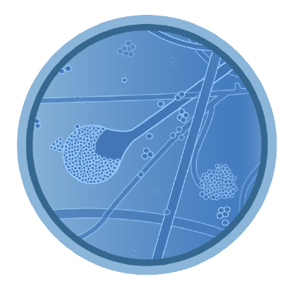 Mucormycosis etiological agent