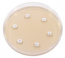 Muller Hinton Agar - Mueller Hinton Agar