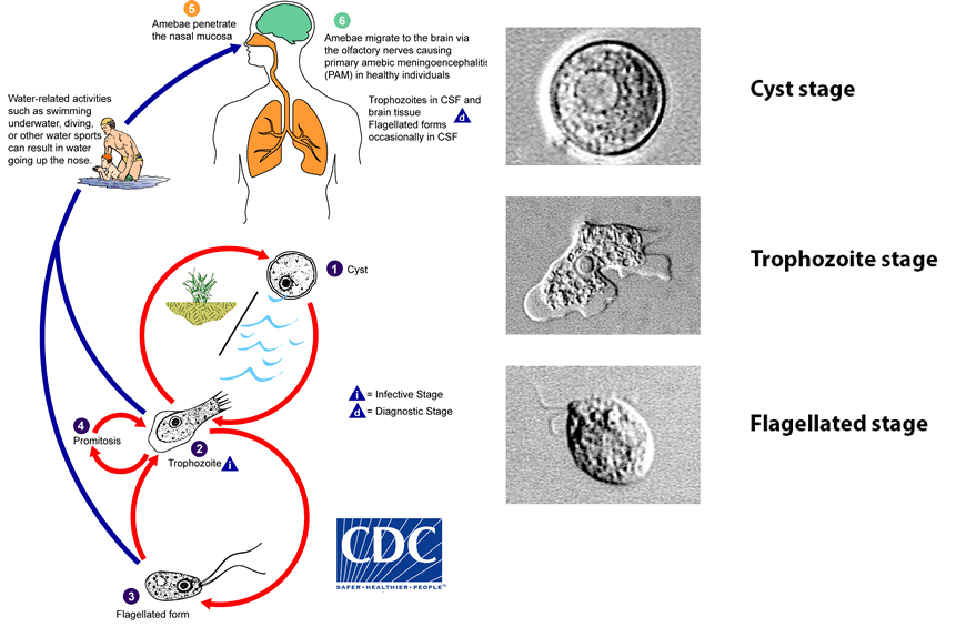 Life cycle of Naegleria fowleri - Life cycle ofNaegleria fowleri(Image source: CDC)