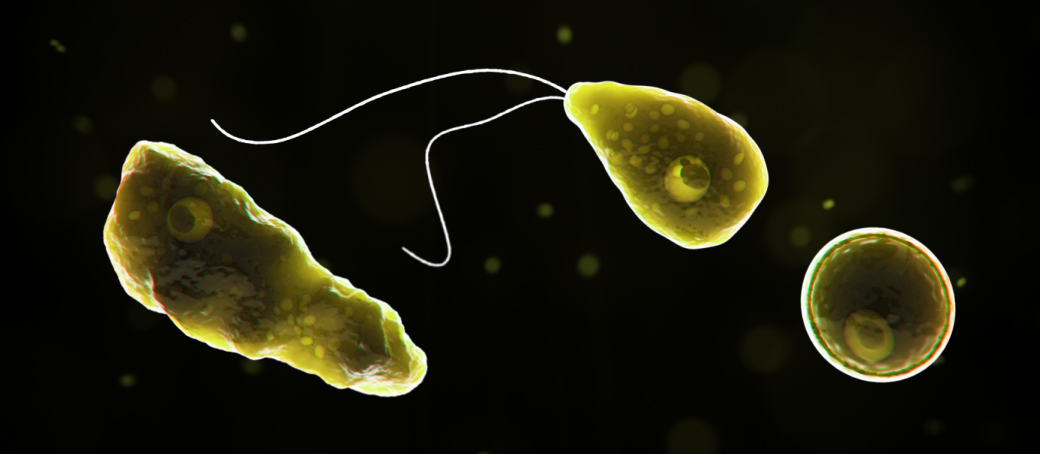 Naegleria fowleri - A computer-generated representation ofNaegleria fowleriin its ameboid trophozoite stage, in its flagellated stage, and in its cyst stage (left to right). Image source: CDC