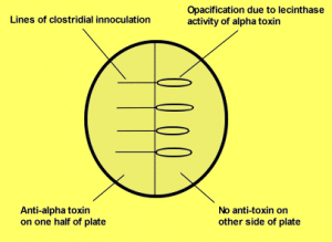 Nagler reaction - Lecithinase test or Nagler’s reaction