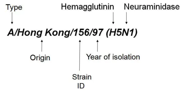 Naming of influenza virus - Fig: Naming of influenza virus