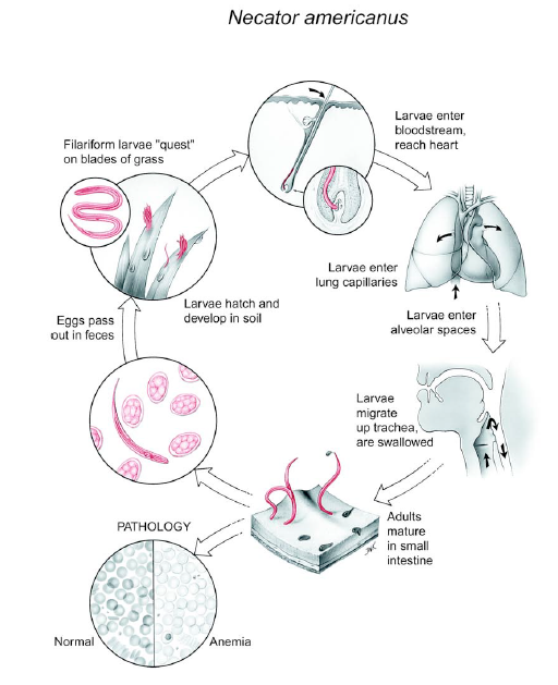 The Life cycle of Necator americanus - The Life cycle ofNecator americanus