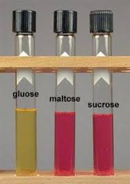  - Neisseria gonorrhoeaetest result