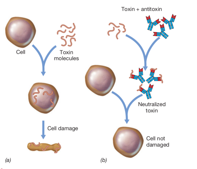 Toxin-Antitoxin neutralization test - Toxin Neutralization Assay A. Cell death by toxinB. Neutralization of toxin and prevention of cell deathImage source; Brock Biology of Microorganisms