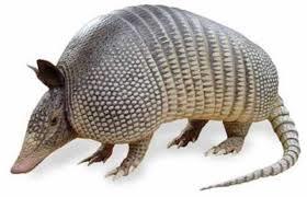 Nine banded armadillo - Nine-banded armadillo