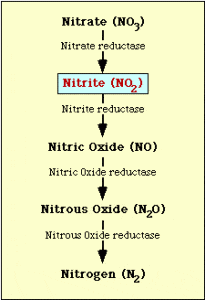 Fig: Nitrate Reduction Pathway - Fig: Nitrate Reduction Pathway