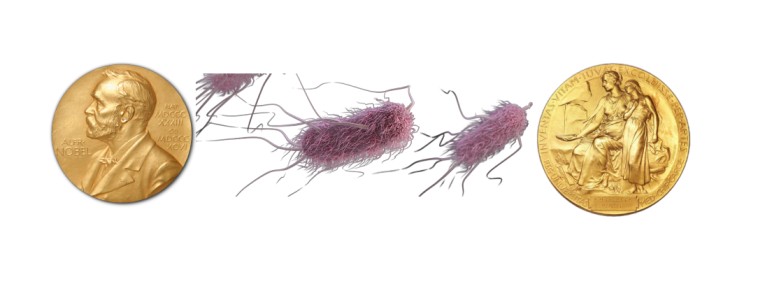 - Logo of Nobel Prize with computer generated image ofE. coli