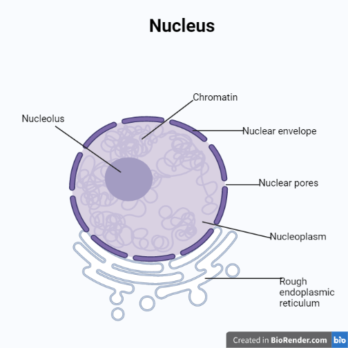 Nucleus - Structural components of nucleus