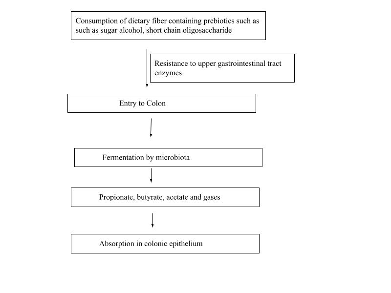 Fermentation of prebiotics - Fermentation of Prebiotics