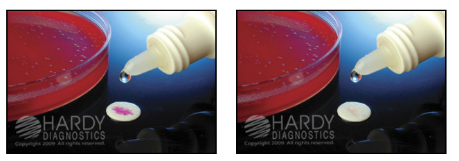 PYR Disc Test - PYR Disc Test (Left-Positive; Right-Negative)