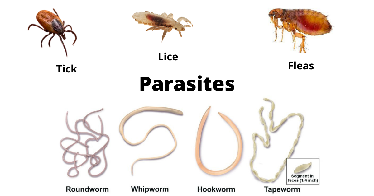 Parasites Infections in Humans - Various Ectoparasites and Endoparasites of Humans