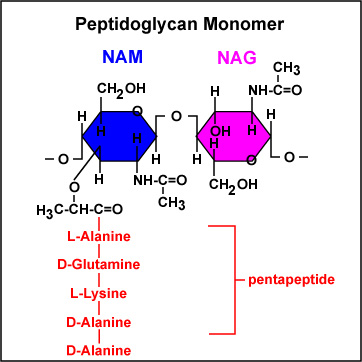 Peptidoglycan monomer - Peptidoglycan monomer