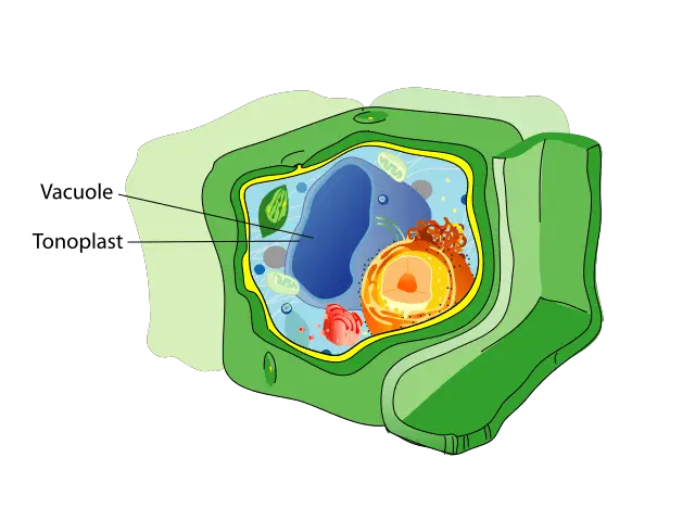 Vacuoles - VacuolesImage source:Plant cell Structure (vacuoles)