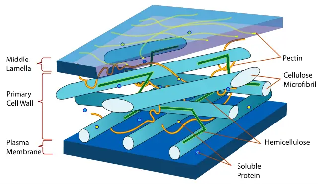  - Diagram of plant cell wall