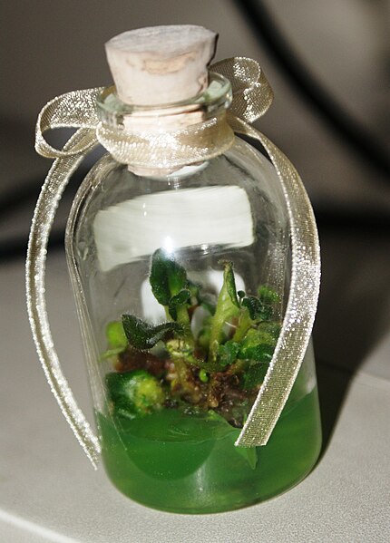  - Plant tissue culture of Violces