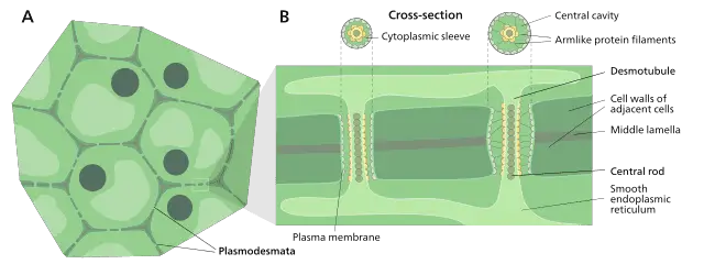 Plasmodesmata - A: Placement of plasmodesmata in between cellsB: Cross Section of cell to show plasmodesmataImage source:Plasmodesmata