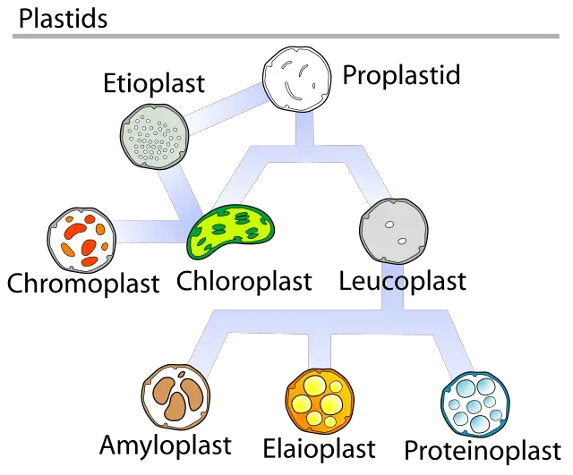 Different types of plastids - Different types of plastidsImage source:Plastid Types