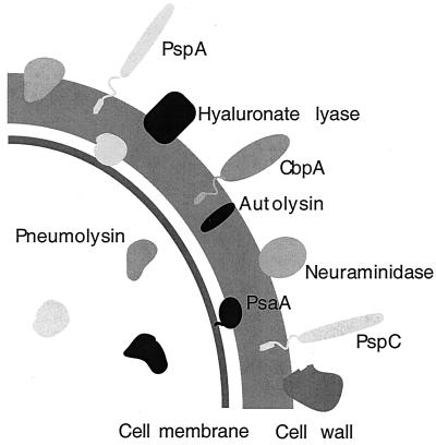  - Schematic diagram of the virulence factors ofStreptococcus pneumoniae