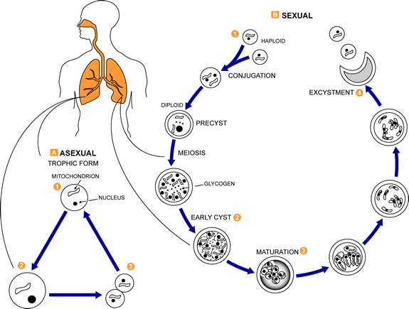  - Life cycle ofPneumocystis jirovecii(Source: Dr. John J. Ruffolo)