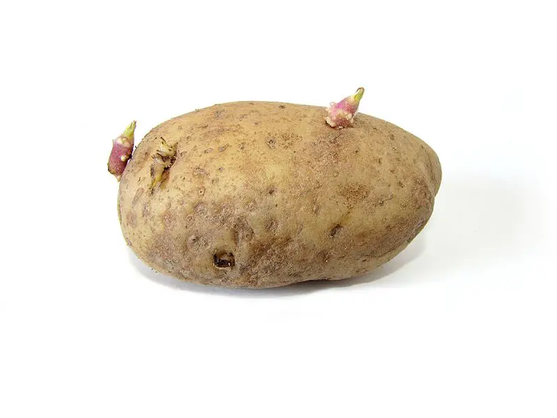Tubers in potato - Tubers in potato
