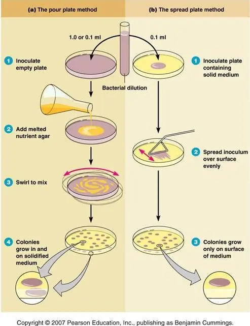 Overview of Pour plate method and spread plate method - Overview of Pour plate method and spread plate method